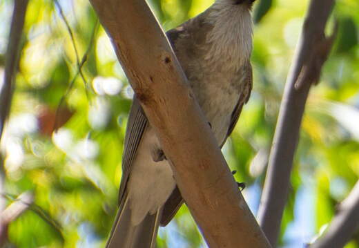 Australien 20131226 0389