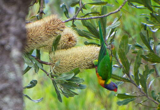 Australien 20131226 0407