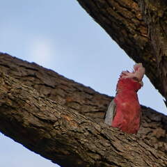 Australien 20131227 0417
