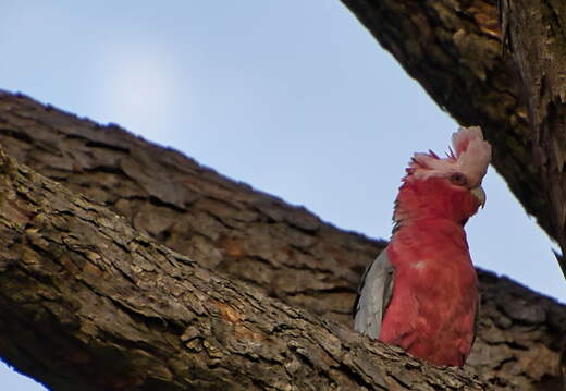 Australien 20131227 0417