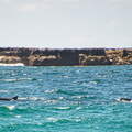 Australien 20131228 0434