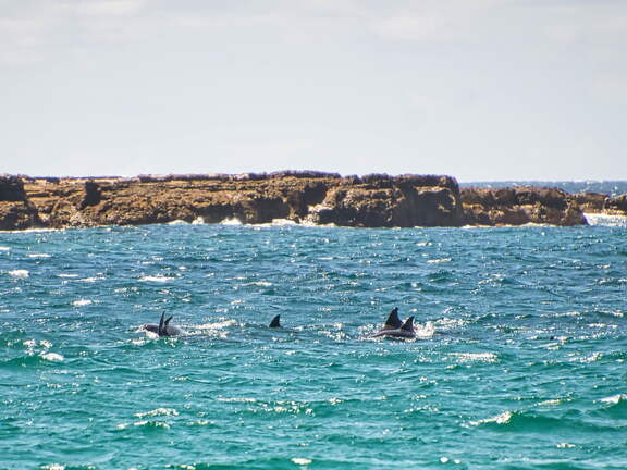 Australien 20131228 0438