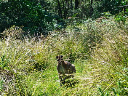 Australien 20131228 0454