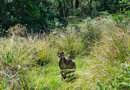 Australien 20131228 0454