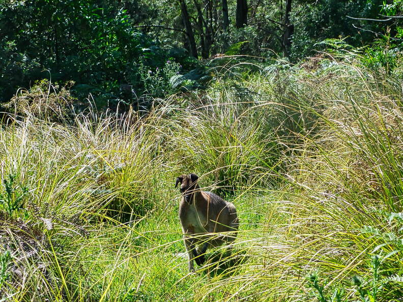 Australien 20131228 0454