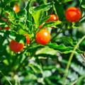 Australien 20131228 0455
