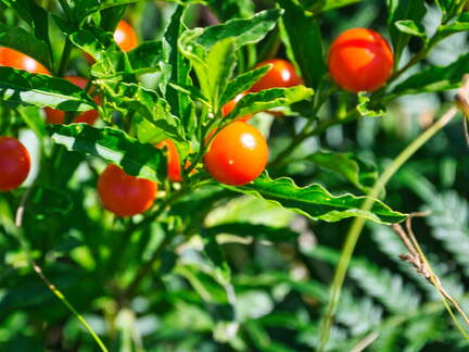 Australien 20131228 0455