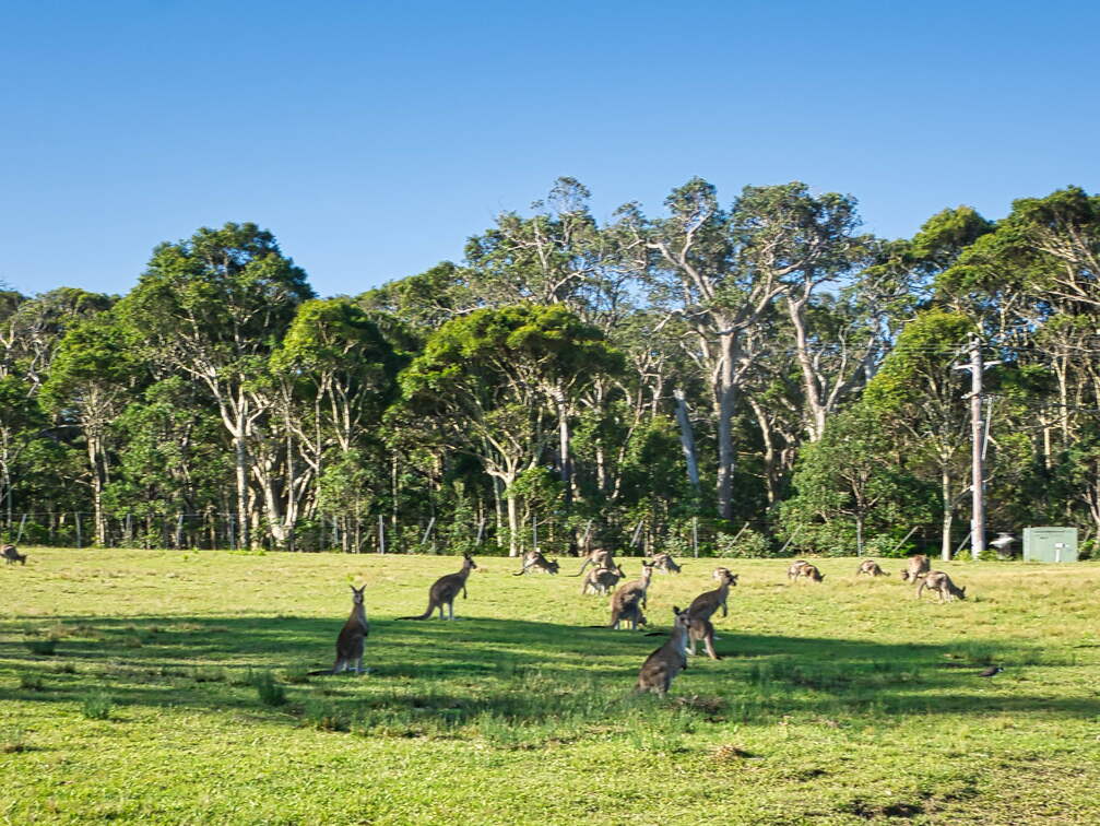 Australien 20131228 0457