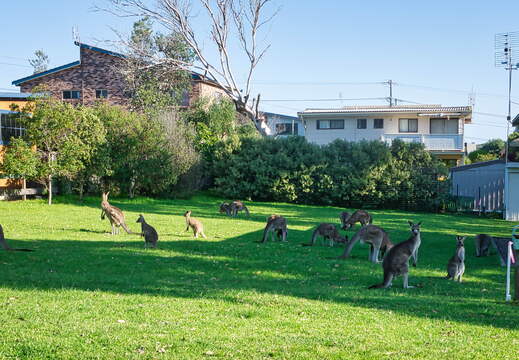 Australien 20131228 0460