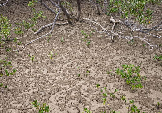 Australien 20131230 0480