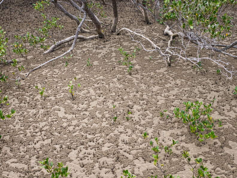 Australien 20131230 0480