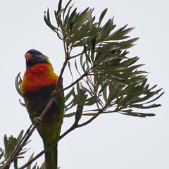 Australien 20131230 0483