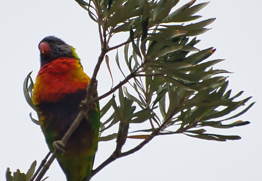 Australien 20131230 0483