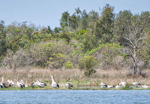 Australien 20131231 0488