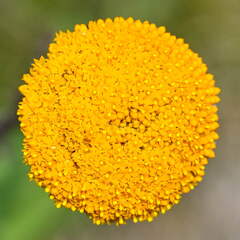 Australien 20140104 0579