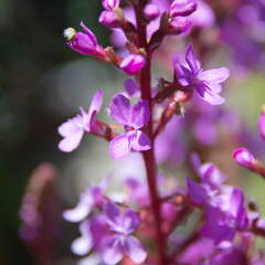 Australien 20140104 0586