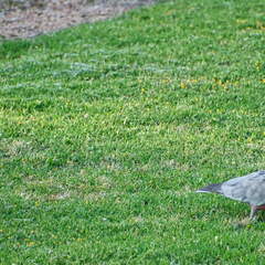 Australien 20140104 0589