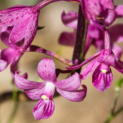 Australien 20140105 0593