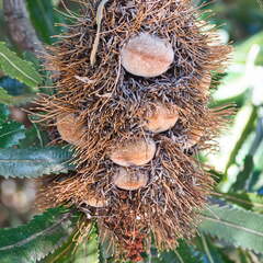 Australien 20140105 0600