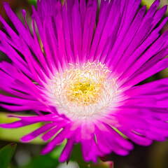 Australien 20140105 0607