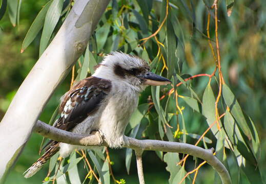 Australien 20140105 0624