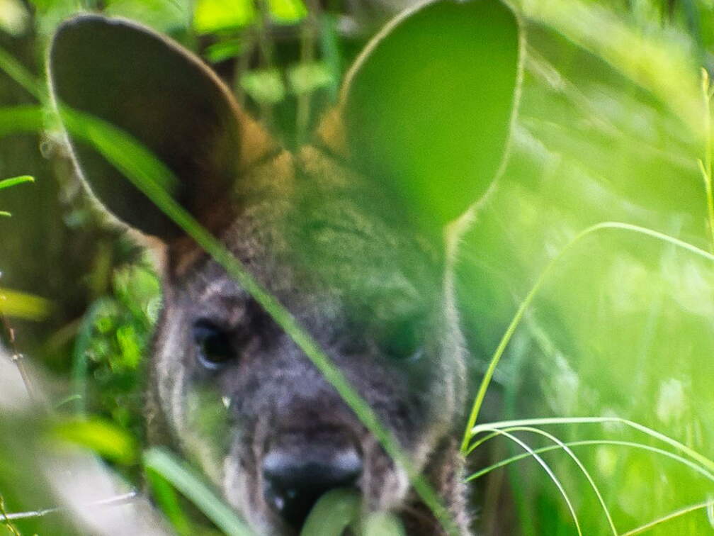 Australien 20140106 0660