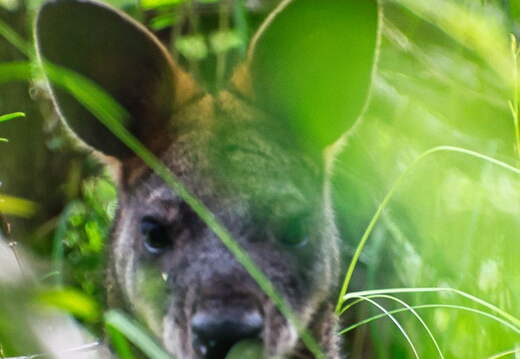 Australien 20140106 0660