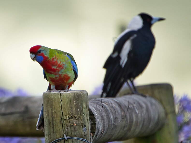 Australien 20140106 0666