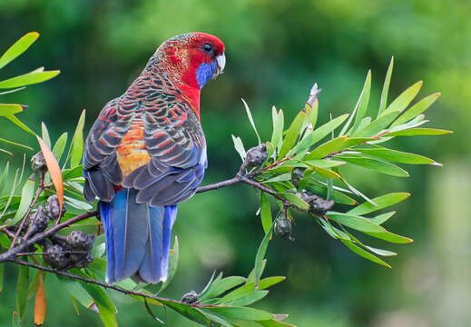 Australien 20140106 0668