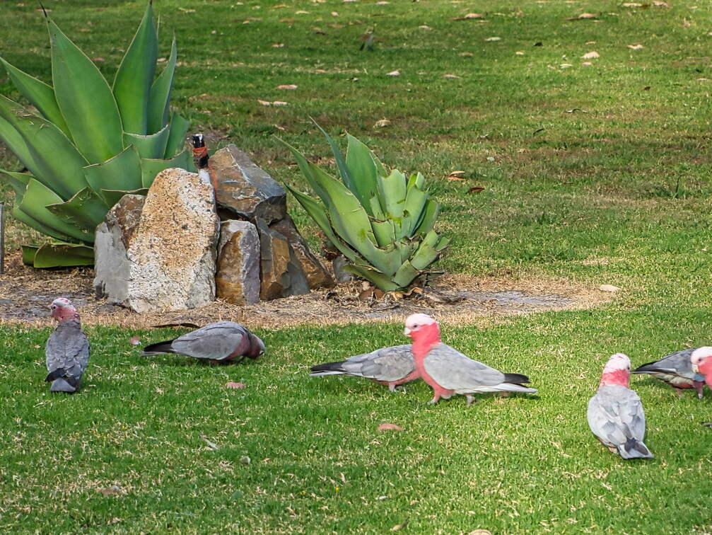 Australien 20140106 0671