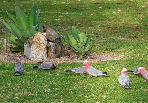 Australien 20140106 0671