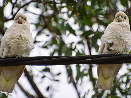 Australien 20140107 0675