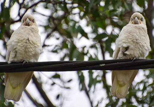 Australien 20140107 0675