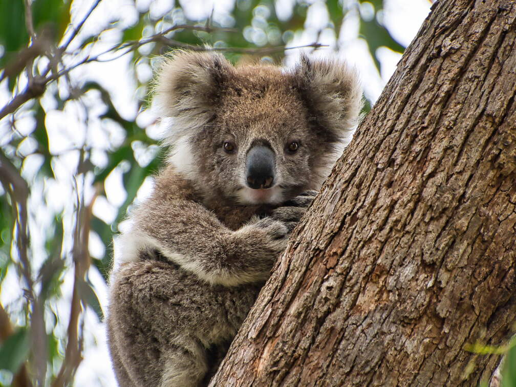 Australien 20140107 0680