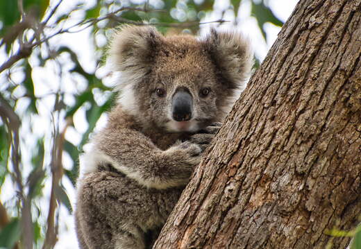 Australien 20140107 0680