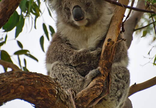 Australien 20140107 0681