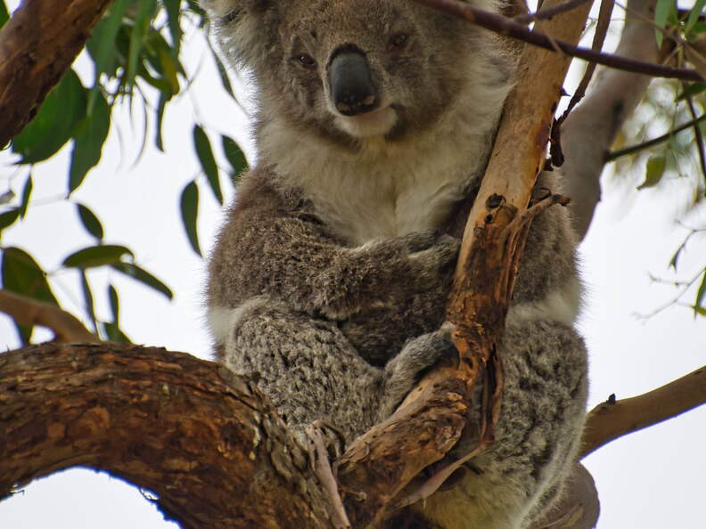Australien 20140107 0681
