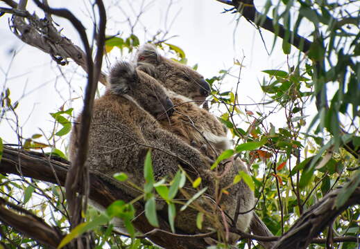 Australien 20140107 0691