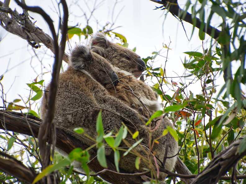Australien 20140107 0691