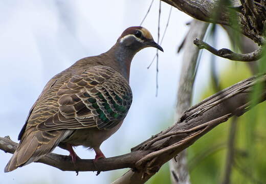Australien 20140107 0692