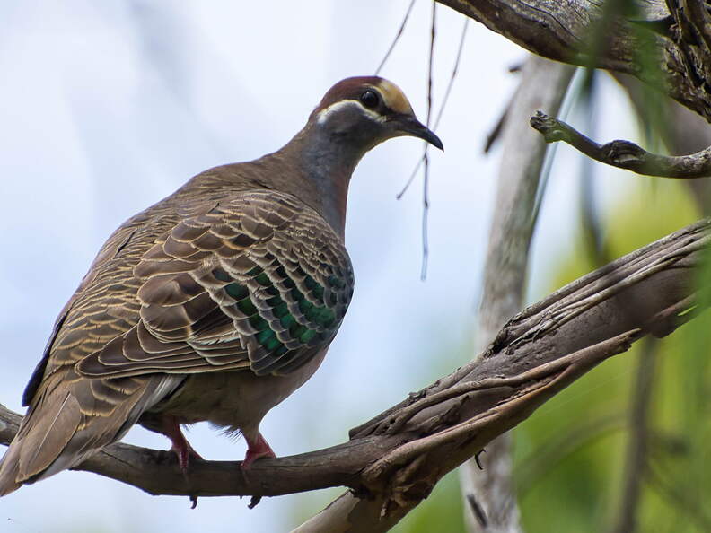 Australien 20140107 0692