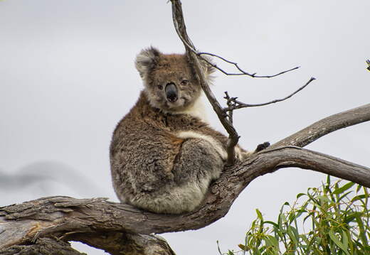 Australien 20140107 0694