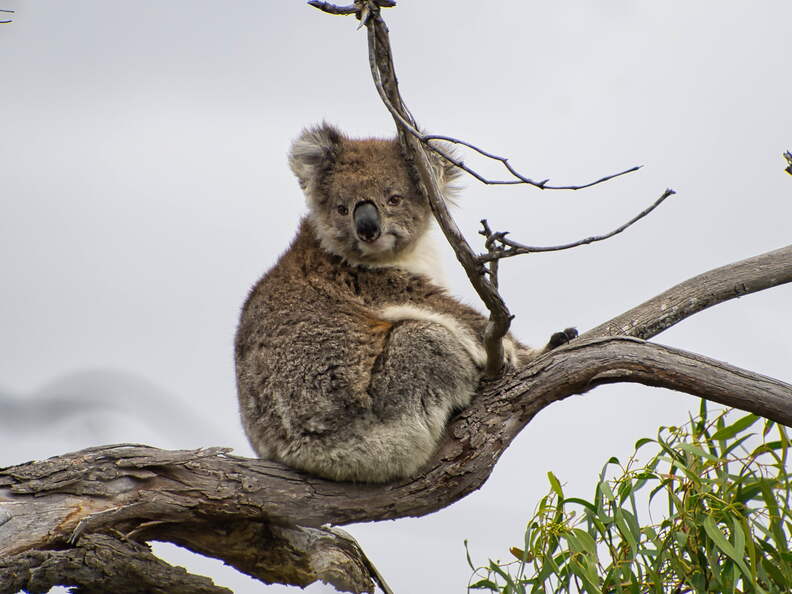 Australien 20140107 0694