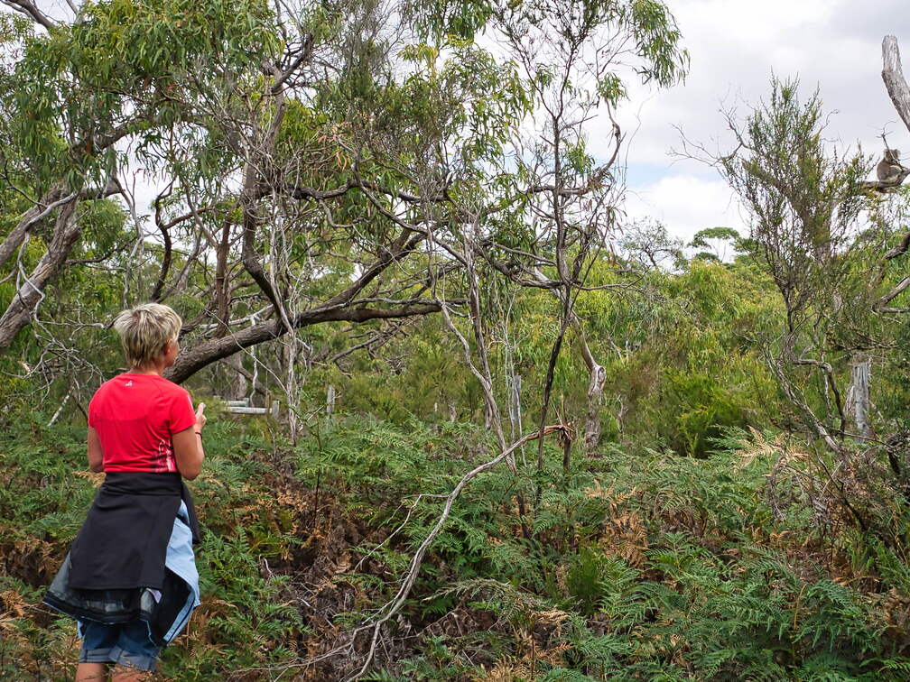 Australien 20140107 0695