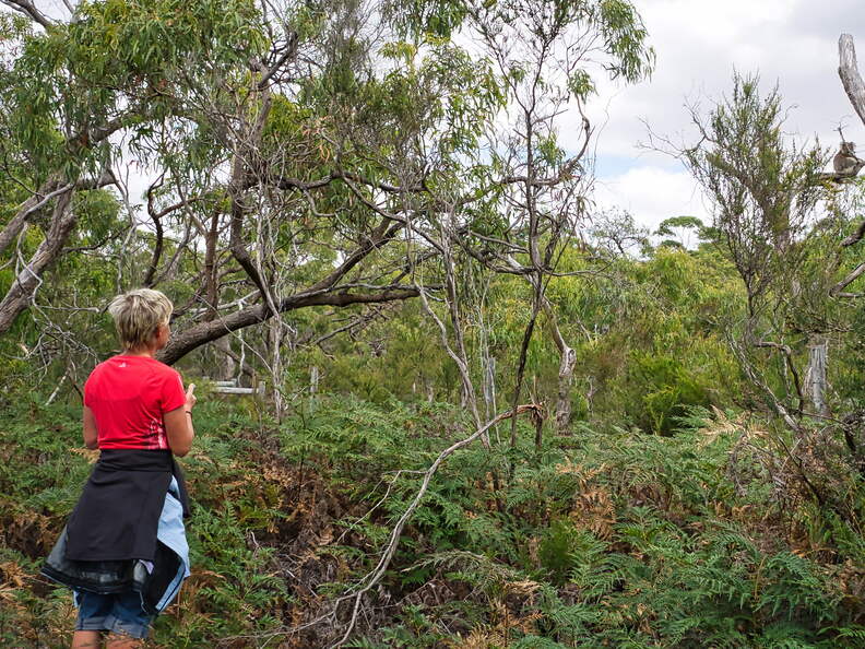 Australien 20140107 0695