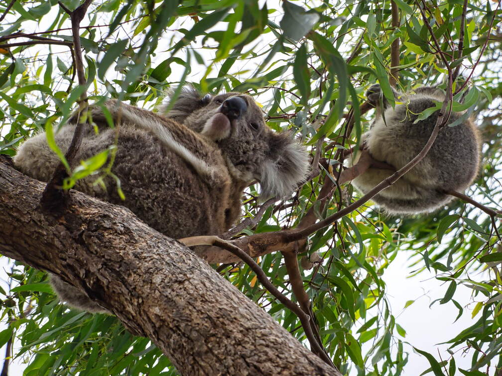 Australien 20140107 0700