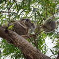 Australien 20140107 0700