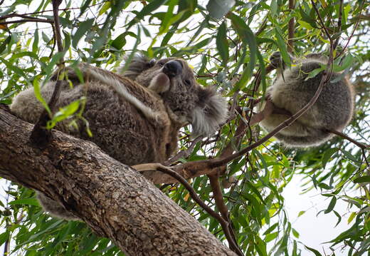 Australien 20140107 0700
