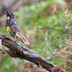 Australien 20140107 0704