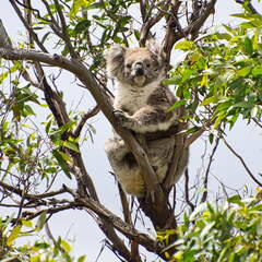 Australien 20140107 0706